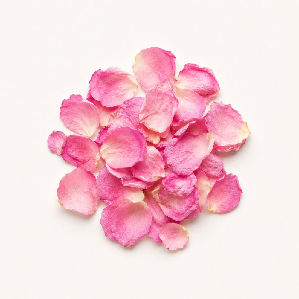 Rosenblütenblätter rosa